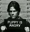 Puppy iz angry